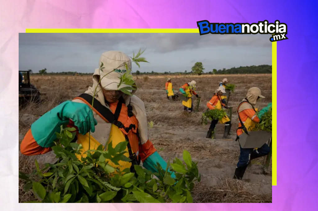 buena noticia mx reforestación