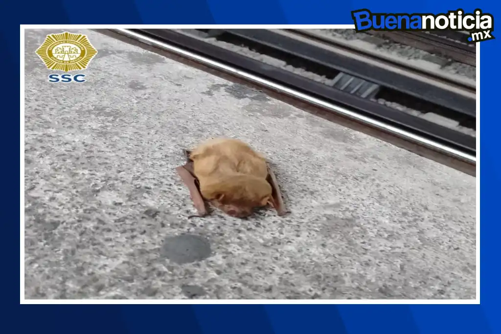 Un muerciélago fue rescatado en el metro de la Ciudad de México, policías lo pusieron a salvo y lo entregaron a protección civil para que valoren al pequeño mamífero.