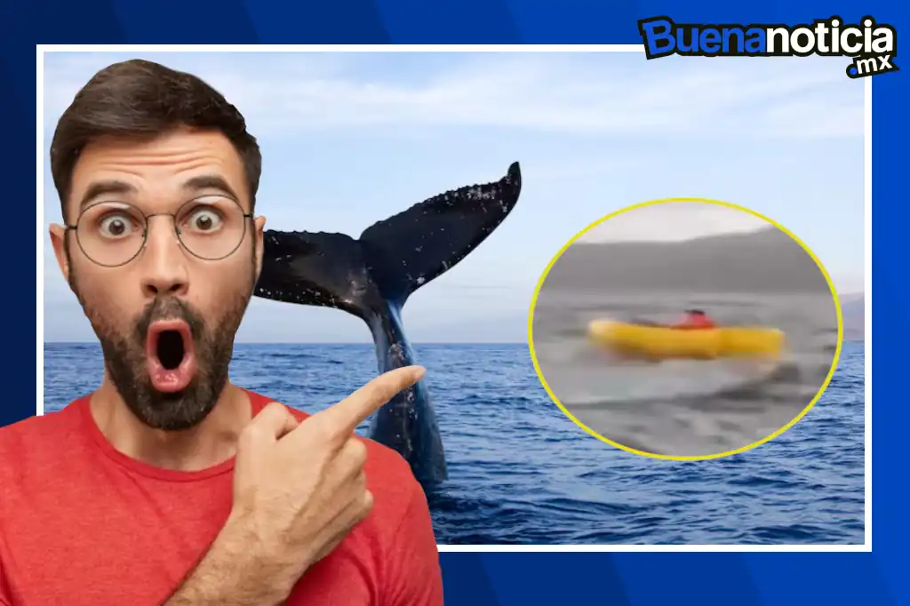 El video de un hombre siendo tragado y escupido por una ballena jorobada ha causado asombro entre internautas