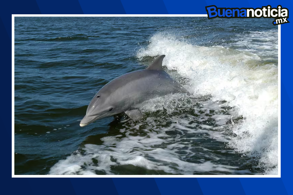 Un estudio reciente descubrió rastros de fentanilo en delfines mulares del Golfo de México