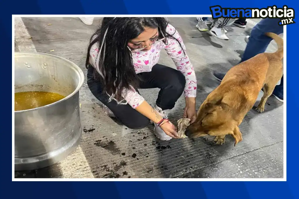 Dos personas ayudaron a perritos callejeros que llegaron con los peregrino a la Basílica, con alimentos y cuidados médicos