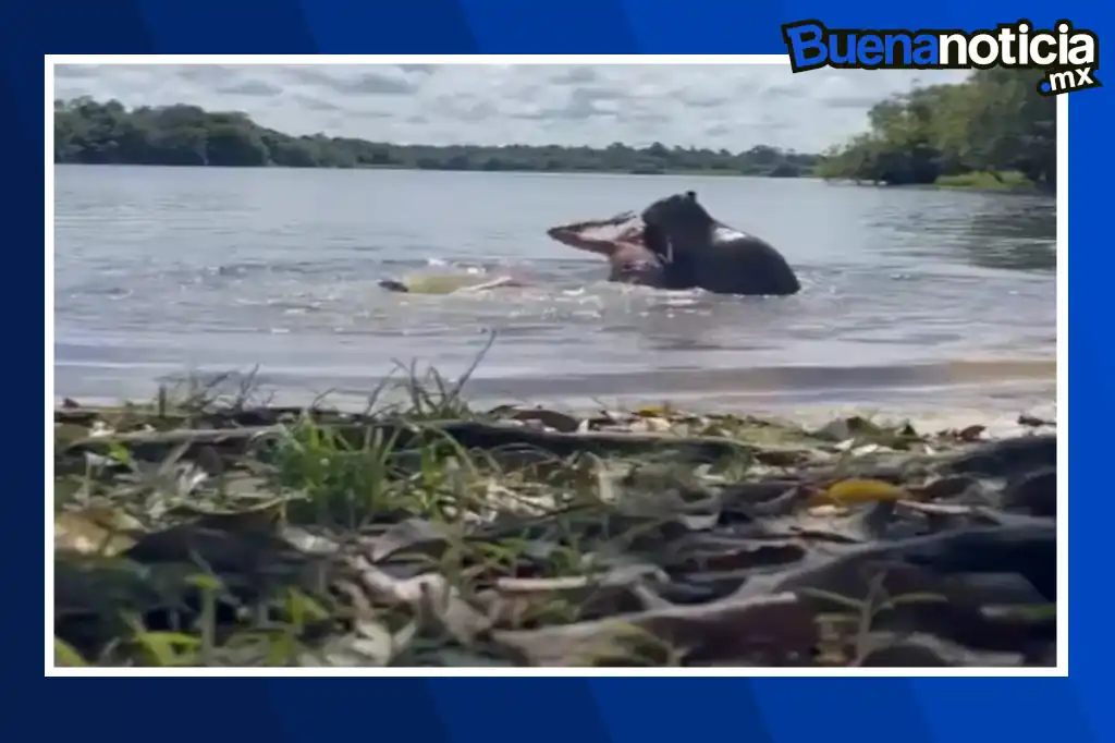 El video de un capibara, atacando a una joven se ha hecho viral en las redes sociales.