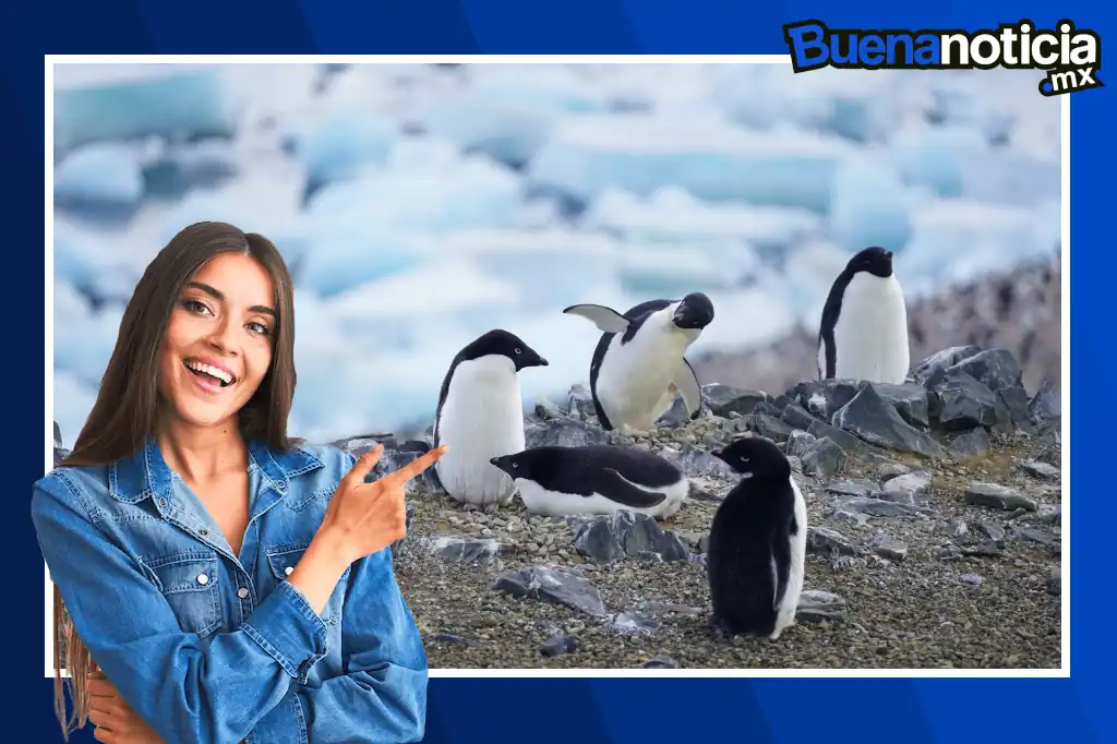Buena noticia para la vida animal ya que en un paso decisivo para la conservación de la fauna marina, una orden judicial en Sudáfrica ha prohibido la pesca comercial durante al menos 10 años en seis zonas clave de reproducción del pingüino africano, una especie catalogada en peligro crítico de extinción.
