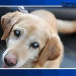 ¡Buena noticia! Piel de tilapia devuelve la vista a perros con lesiones oculares