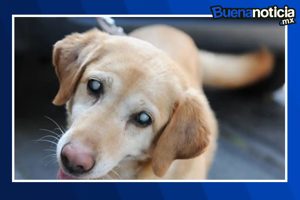 El uso de una membrana fabricada con piel de tilapia, estimula la regeneración celular y mejora la recuperación visual en animales afectados.