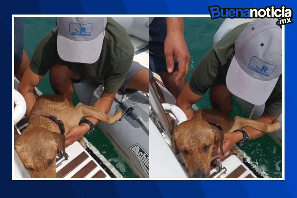 ¡Buena noticia! La tripulación de una embarcación rescató a un perro que nadaba a la deriva en la bahía de La Paz, Baja California Sur, en un hecho que ha conmovido a la comunidad local y generado amplia atención en redes sociales.