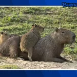 ¡Buena noticia! Nacen capibaras, antílopes y búfalo cafre en el Parque Ecológico Zacango