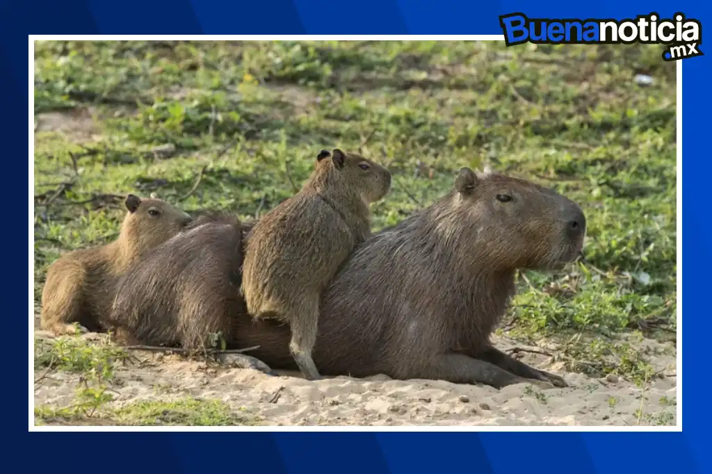 La naturaleza está de fiesta en el Parque Ecológico Zacango, donde durante 2024 han nacido 130 nuevos ejemplares de distintas especies, como capibaras, antílopes y búfalo cafre.