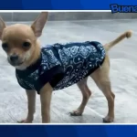 ¡Buena noticia! Rescatan a ‘Osito’, cachorro víctima de maltrato animal en Quintana Roo