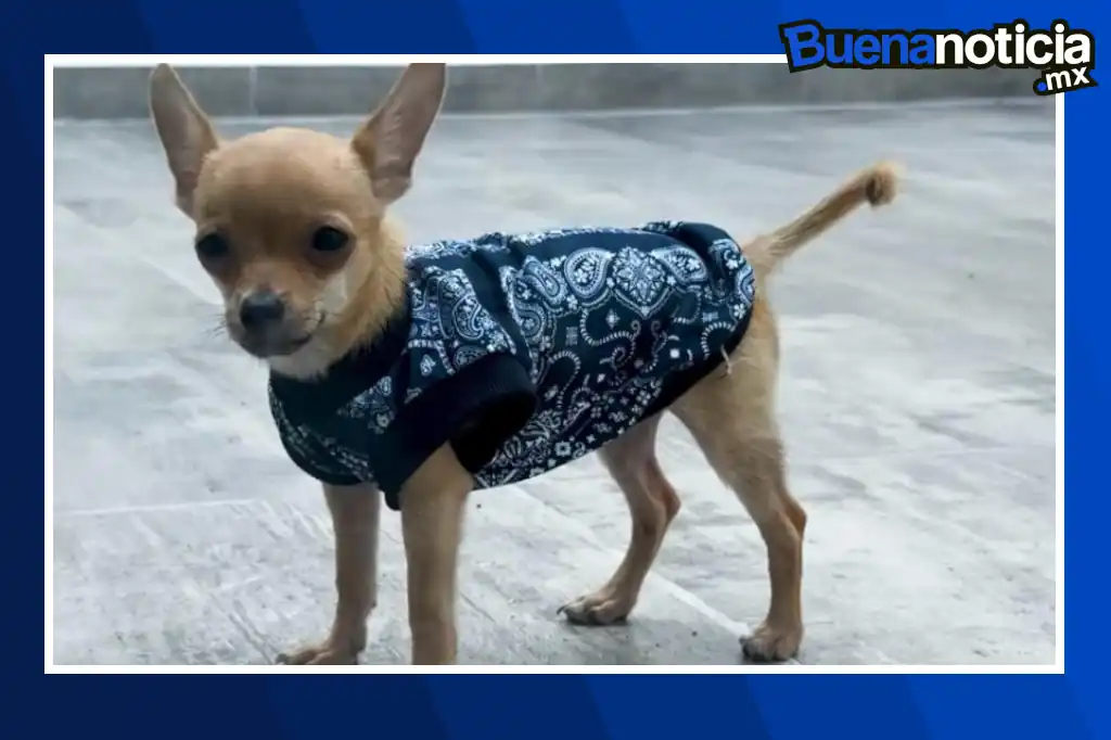En un video que se viralizó en redes sociales, se observa cómo un grupo de jóvenes en Quintana Roo, ata a Osito a un dron y lo eleva a una altura de entre tres y cinco metros, mientras ríen y graban la escena.