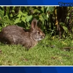 ¡Buena noticia! Reaparece el mítico conejo de Omiltemi tras 120 años desaparecido