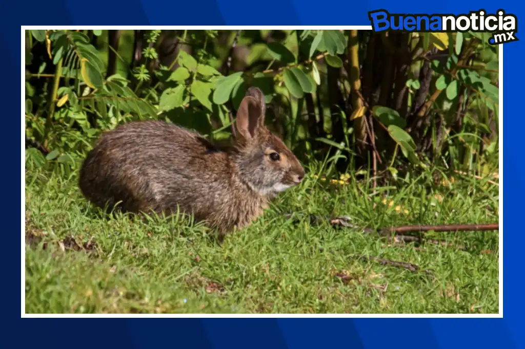 ¡Buena noticia para la fauna mexicana! Después de más de un siglo sin registros, el conejo de Omiltemi, una especie endémica de la Sierra Madre del Sur en Guerrero, ha sido redescubierto por científicos mexicanos.