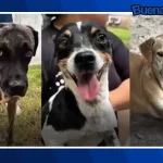 ¡Buena noticia! Ocho perritos fueron adoptados en la Final de la Liga MX