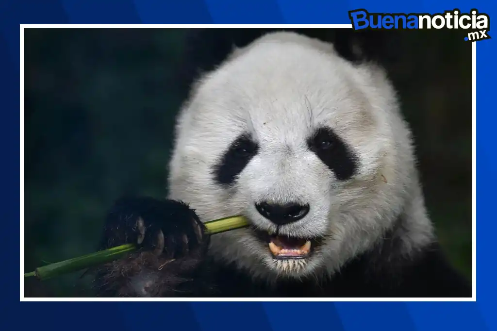 Este domingo 29 de junio, el Bosque de Chapultepec será el escenario de una emotiva celebración: el cumpleaños número 35 de Xin Xin, la única panda gigante que habita en toda Latinoamérica.