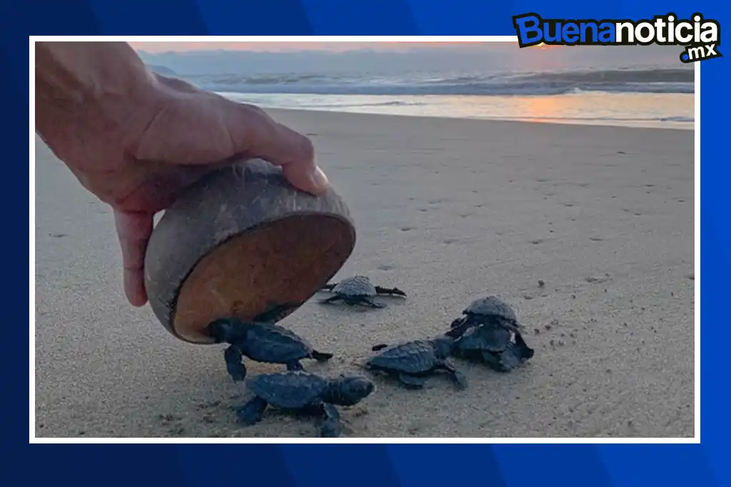 Con la emotiva liberación de las primeras 84 crías de tortuga marina en Playa Marlín, inició oficialmente el Programa de Protección de Tortugas Marinas 2025 en Cancún.
