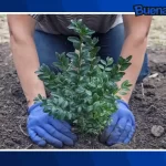 ¡Buena noticia! Gobernador de Michoacán anuncia programa de reforestación donde se plantarán 10 millones de árboles en el estado