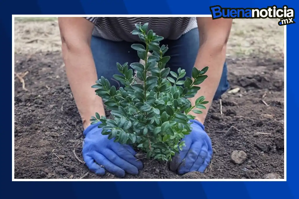 El gobernador de Michoacán, Alfredo Ramírez Bedolla anunció que, como parte del programa de reforestación 2025, se plantarán 10 millones de árboles en el estado, cifra récord que supera con creces los esfuerzos de la última década.