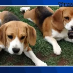 Buena noticia: Rescatan a 30 beagles y su reacción al pisar el pasto por primera vez se hace viral