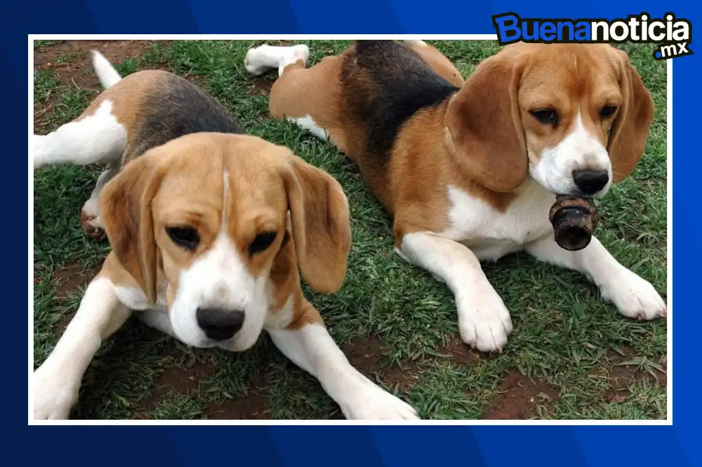 Un emotivo video ha conmovido a miles de personas en redes sociales: 30 beagles fueron rescatados de laboratorios chinos donde eran utilizados en crueles pruebas químicas.