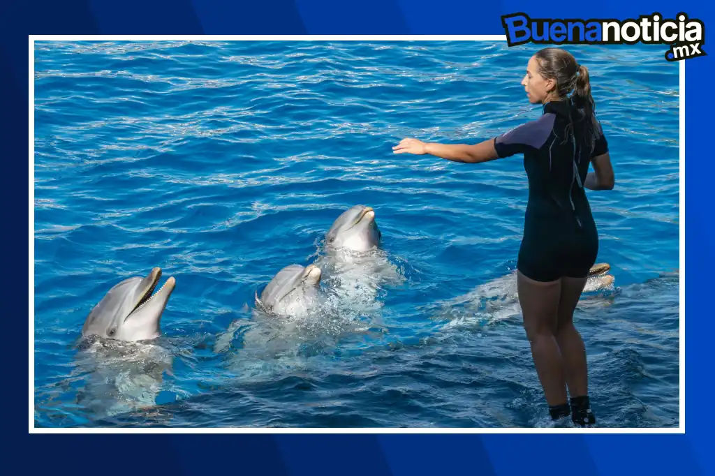 El Senado de la República aprobó por unanimidad una reforma al artículo 60 Bis de la Ley General de Vida Silvestre, con el objetivo de prohibir el uso de mamíferos marinos —como delfines, orcas y lobos marinos— en espectáculos públicos, ya sean fijos o itinerantes, en todo el país.