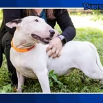 Buena noticia: Florida aprueba la «Ley Trooper», la cual busca proteger a las mascotas durante desastres naturales