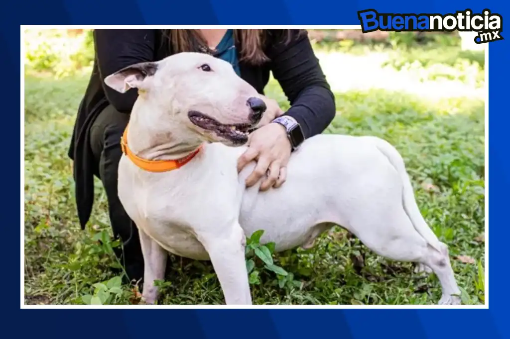 La imagen de un perro abandonado y encadenado a una cerca durante el paso del huracán Milton en Florida ha dado origen a la "Ley Trooper" que busca proteger a las mascotas durante emergencias.