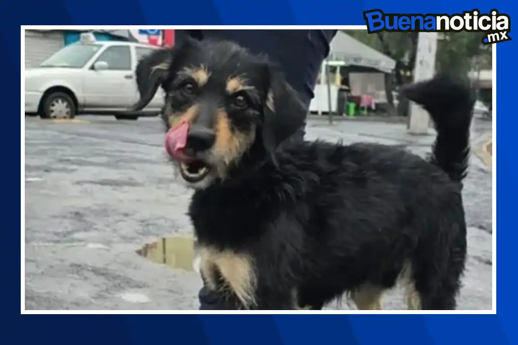 La historia de Blacky, el perrito callejero al que le robaron su cobija mientras dormía en la calle, tuvo un final feliz pues ya fue adoptado.