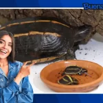 ¡Buena noticia! Nacen en Francia dos tortugas himalayas en peligro de extinción