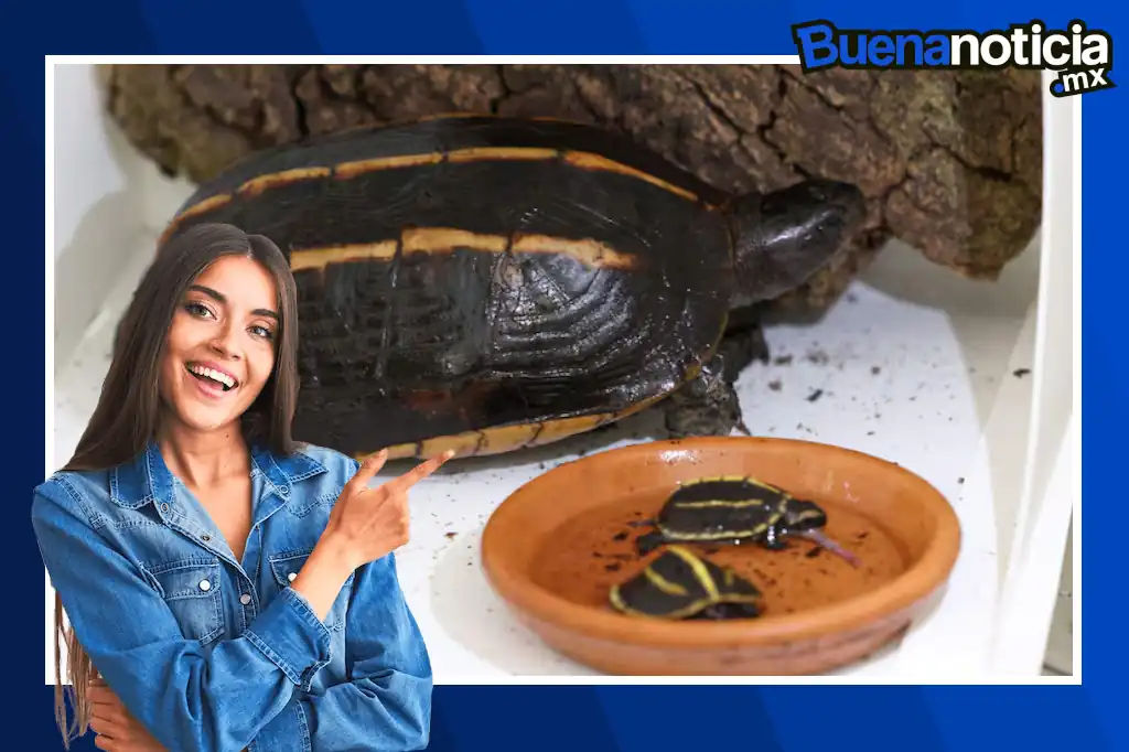 En un acontecimiento considerado una “rareza” por los expertos, dos tortugas Melanochelys tricarinata, especie en peligro de extinción originaria del Himalaya, nacieron en cautividad en el parque A Cupulatta, en la isla francesa de Córcega.