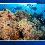 Buena noticia: Australia apuesta por «corales congelados» para salvar la Gran Barrera
