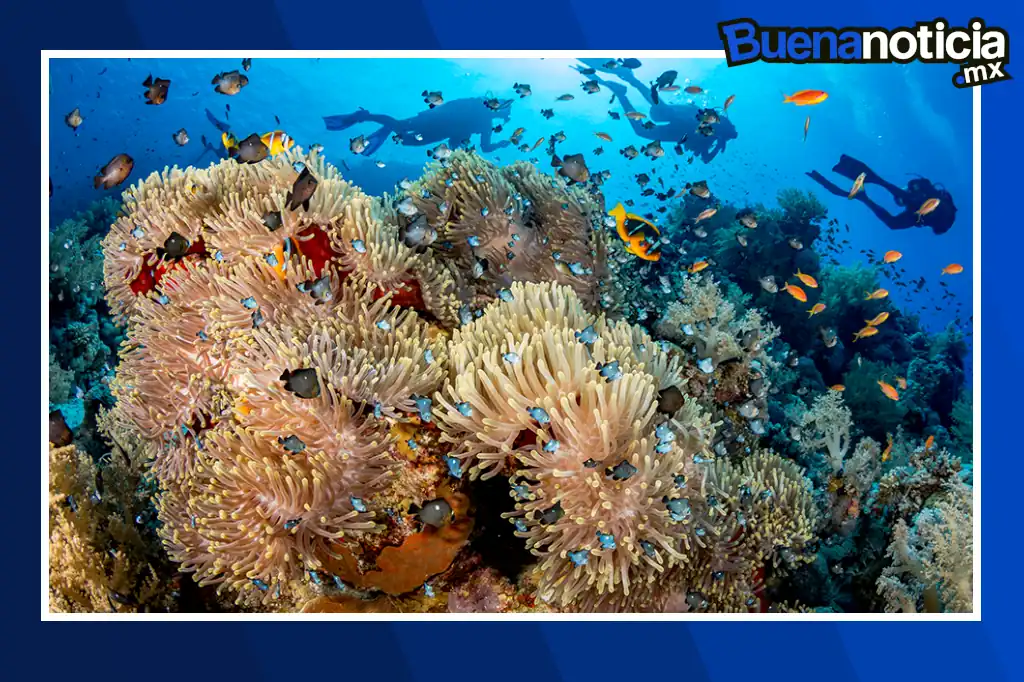 En un rincón del zoológico de Sídney, una colección de tanques con nitrógeno líquido guarda un tesoro invisible: billones de células de coral congeladas, recolectadas de la Gran Barrera de Coral australiana. Es el CryoDiversity Bank del Taronga Conservation Society, un "arca de Noé" científica que busca preservar uno de los ecosistemas más vulnerables del planeta ante la crisis climática.