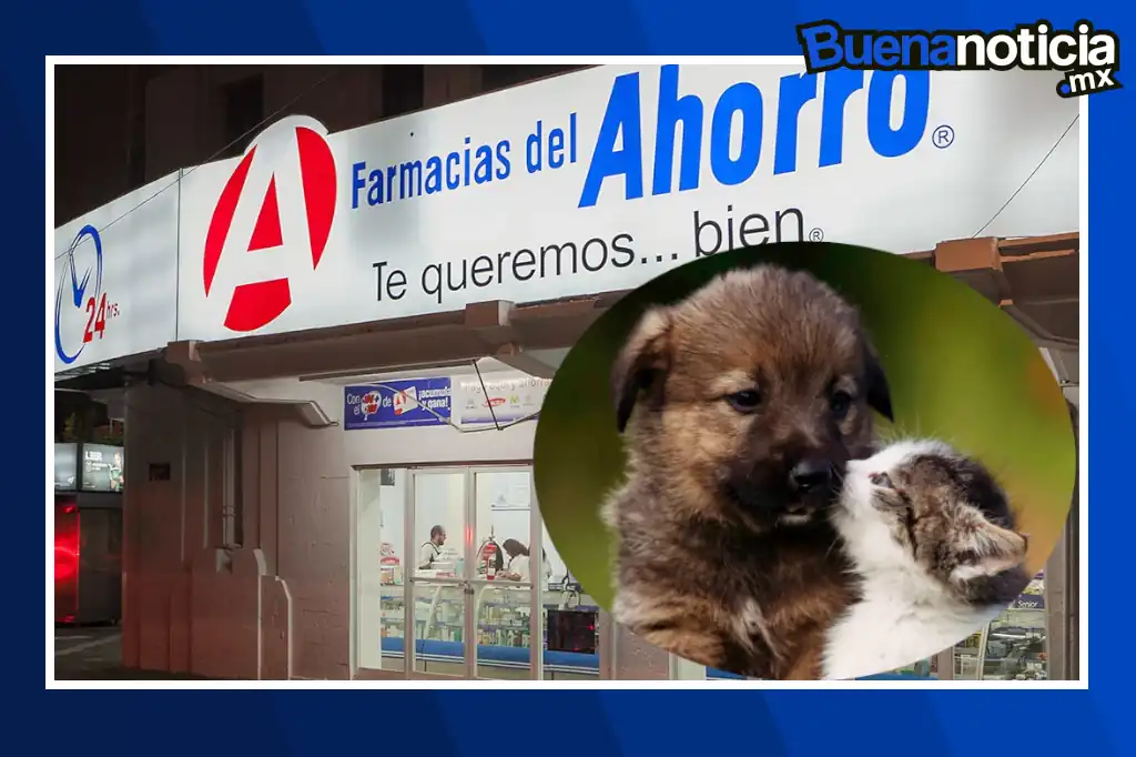 Farmacias del Ahorro anunció el lanzamiento de una nueva línea enfocada en el cuidado de mascotas, con un enfoque particular en perros y gatos. A través de un comunicado, la cadena informó que ofrecerá orientación veterinaria gratuita en línea y habilitará módulos en sucursales con productos especializados para el bienestar animal.