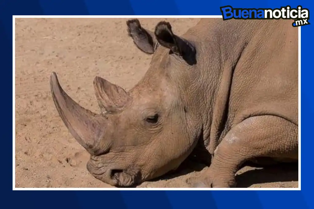 Tras casi 100 años de ausencia, el rinoceronte blanco ha sido reintroducido con éxito en el Parque Nacional de Gonarezhou, al suroeste de Zimbabue.