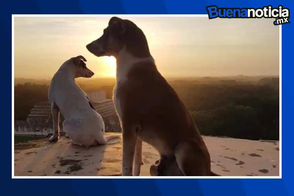 Desde lo alto de la pirámide de Kukulcán, en el corazón de Chichén Itzá, una silueta inusual se ha vuelto parte del paisaje sagrado: la de Osita, una perra mestiza que ha cautivado a miles de personas en redes sociales.