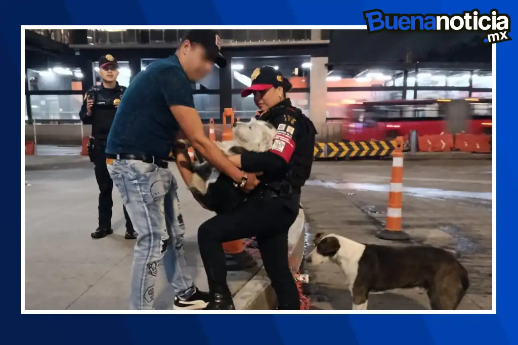 Un emotivo acto de valentía y empatía protagonizaron elementos de la Policía Bancaria e Industrial (PBI) de la Secretaría de Seguridad Ciudadana (SSC) de la Ciudad de México, al rescatar a un perrito que cayó en una coladera cerca del CETRAM Indios Verdes, en la alcaldía Gustavo A. Madero.
