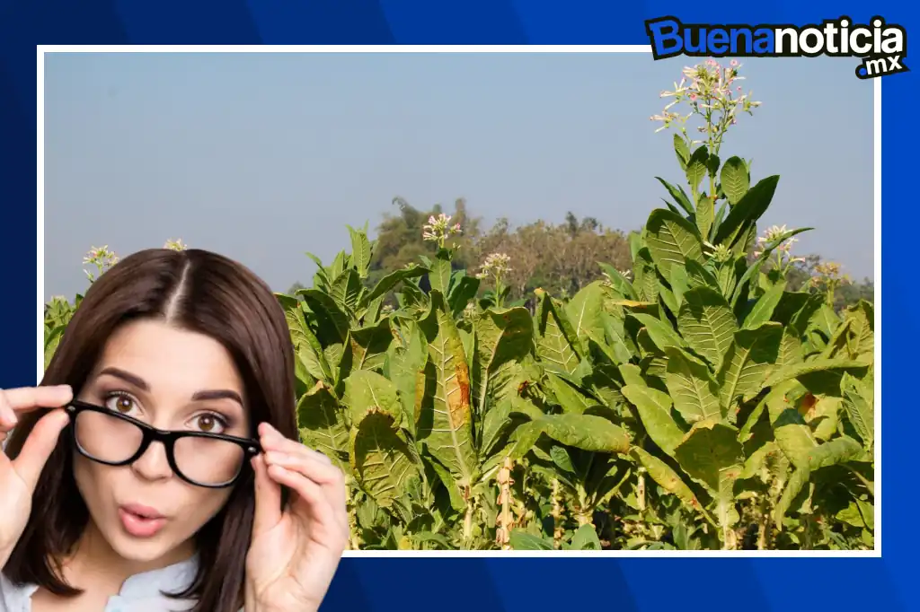 Aunque hoy es sinónimo de enfermedades respiratorias y cáncer, el tabaco fue usado por pueblos indígenas como medicina natural, y más tarde recetado en la Europa del siglo XVI para todo, incluso para resucitar ahogados con enemas de humo.