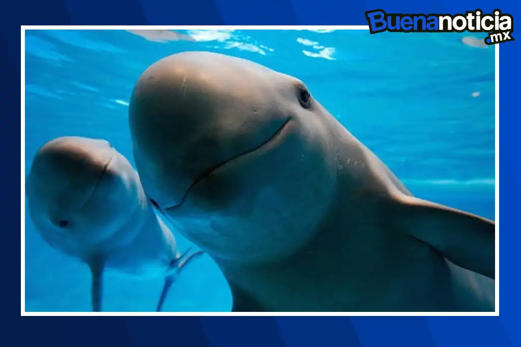 Un rayo de esperanza ha surgido para la vaquita marina, el mamífero marino más amenazado del mundo, tras su detección en 41 encuentros acústicos realizados este año en el Alto Golfo de California.