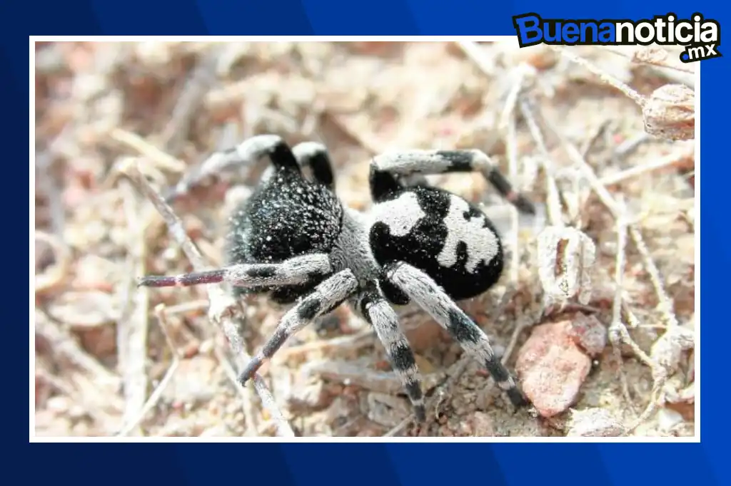 Una investigación encabezada por el Instituto de Biotecnología (IBt) de la UNAM ha revelado que el veneno de las arañas contiene proteínas con un enorme potencial para beneficiar la salud humana.