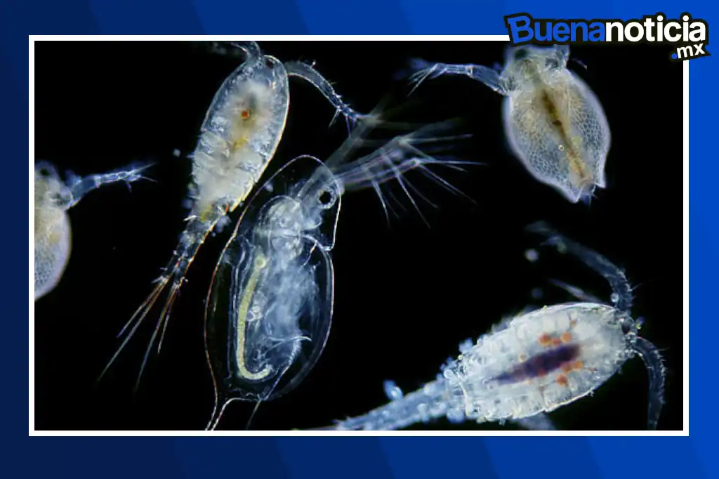 El zooplancton, diminuto y poco conocido habitante del océano, está desempeñando un papel crucial en la lucha contra el calentamiento global.