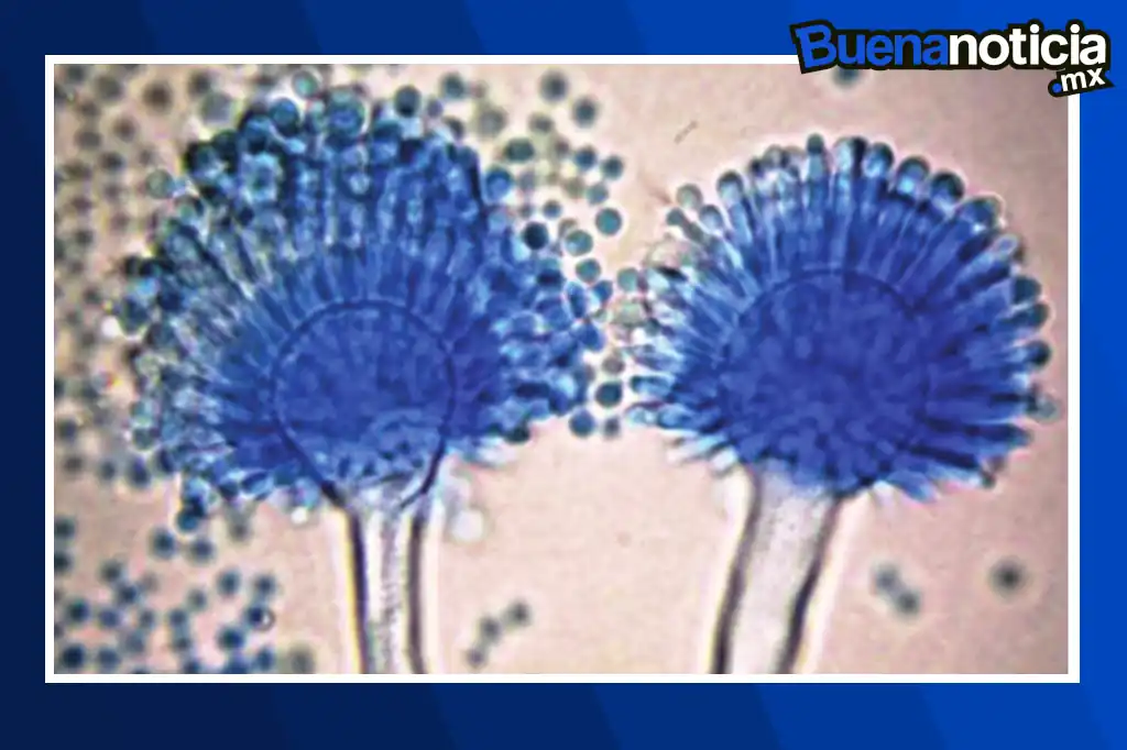 Un hongo temido por su letalidad en excavaciones arqueológicas ha sido transformado por científicos en un aliado potencial contra el cáncer.