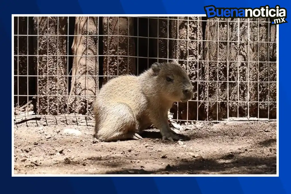 El Bioparque Estrella Monterrey, ubicado en Montemorelos, Nuevo León, se ha convertido en tendencia tras anunciar el nacimiento de una cría de capibara, especie considerada el roedor más grande del mundo.