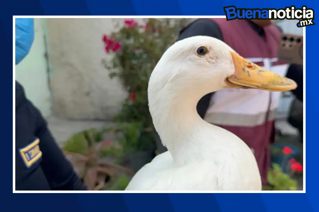 Policías rescatan a un pato del incendio en Iztacalco.