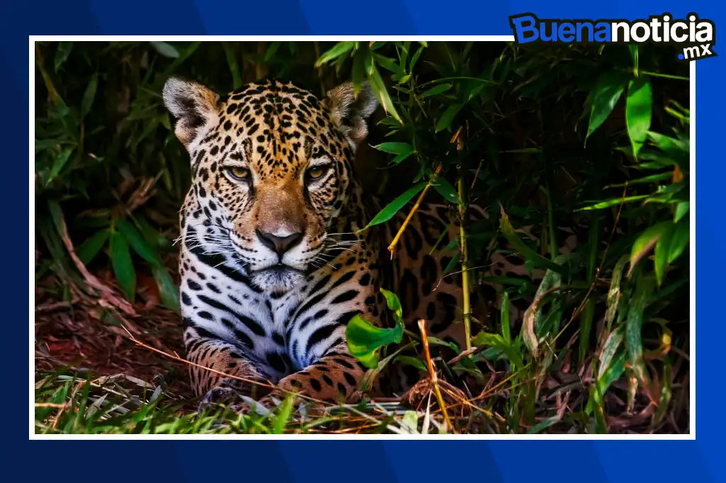 La población de jaguares en México registró un aumento alentador del 10 por ciento en los últimos seis años, alcanzando 5 mil 326 ejemplares en 2024.