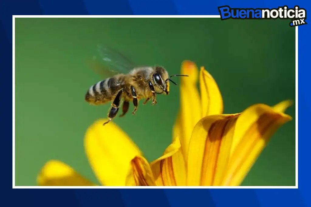 Un equipo de científicos de la Universidad de Oxford ha desarrollado un “superalimento” capaz de fortalecer a las abejas melíferas frente a las crecientes amenazas del cambio climático, las enfermedades y la pérdida de hábitat.