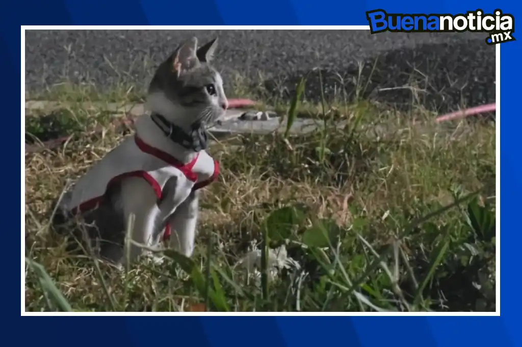 La Cruz Roja Mexicana en Ciudad Victoria cuenta con un nuevo integrante muy especial: un pequeño gatito rescatado que ha conquistado corazones y alegrado jornadas de médicos, paramédicos y voluntarios.