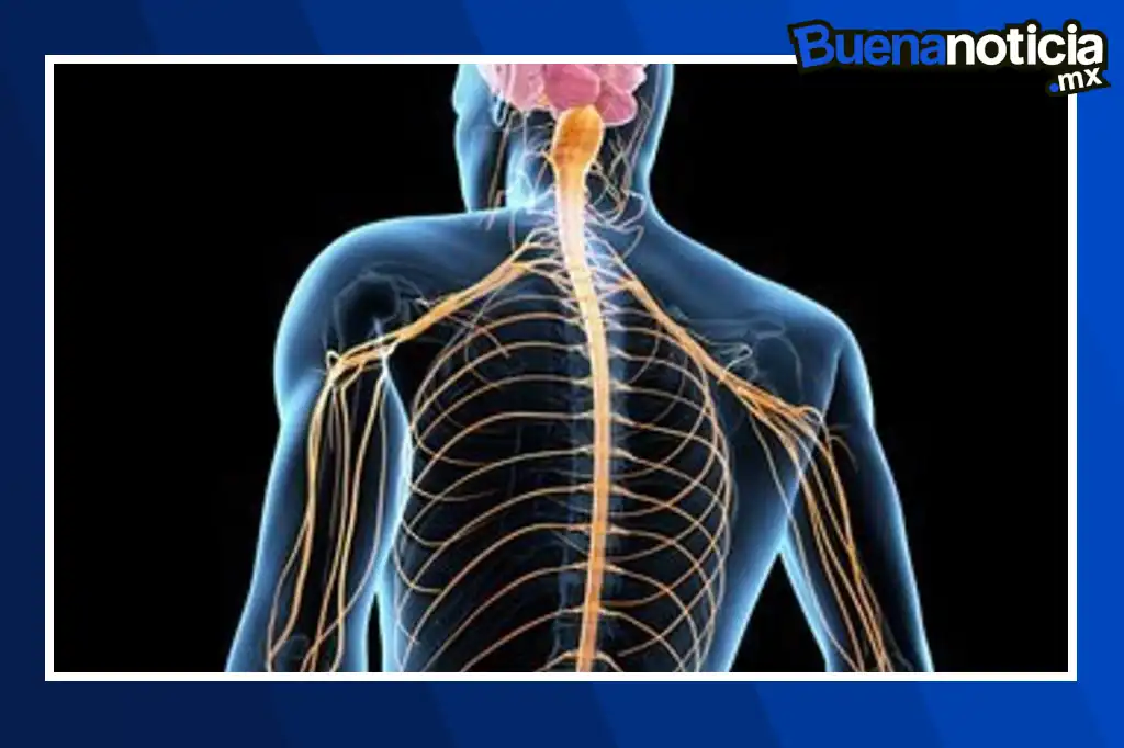 Un equipo de la Universidad de Medicina y Ciencias de la Salud RCSI en Irlanda ha desarrollado un innovador implante impreso en 3D que ofrece nuevas esperanzas para las personas con lesiones en la médula espinal.