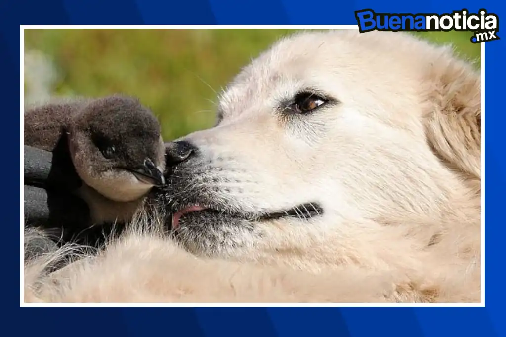 En Australia, perros salvan a pingüinos enanos de la extinción gracias a un innovador programa de conservación en Middle Island, frente a la costa de Warrnambool.