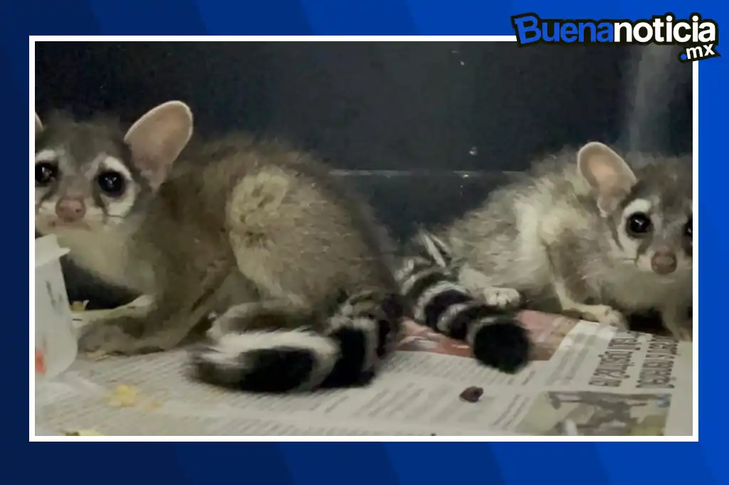 Pese a la intensa lluvia que azotó Hidalgo la tarde del lunes, los vecinos de Panales capturaron a dos cacomixtles (Bassariscus astutus), también conocidos como rinteles, y la activista y feminista Beatriz Vargas Peláez emprendió un viaje desde Pachuca hasta la comunidad indígena de Ixmiquilpan para rescatarlos.