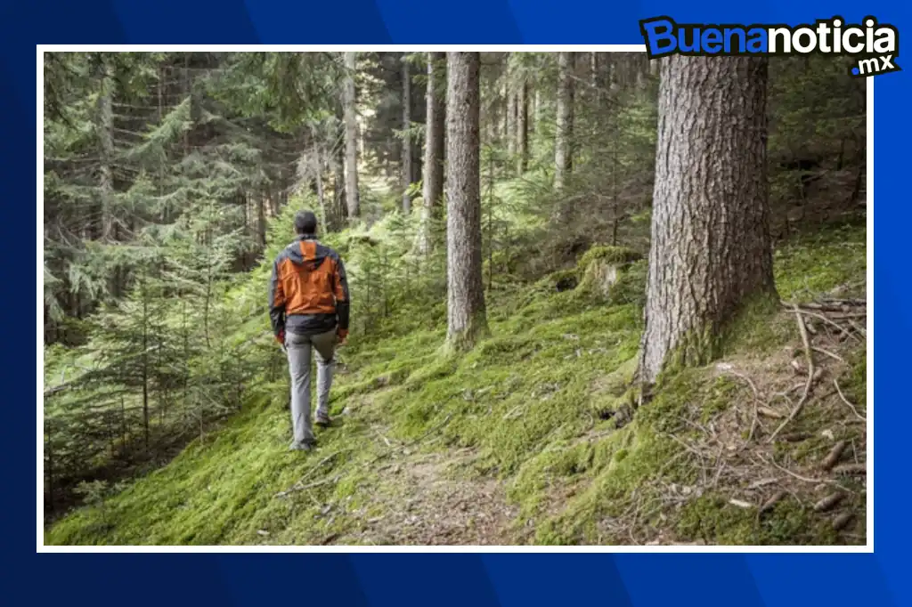 Un nuevo estudio realizado en Turku, Finlandia, sugiere que caminar por un bosque no solo calma la mente, sino que puede remodelar la identidad y generar un bienestar profundo.