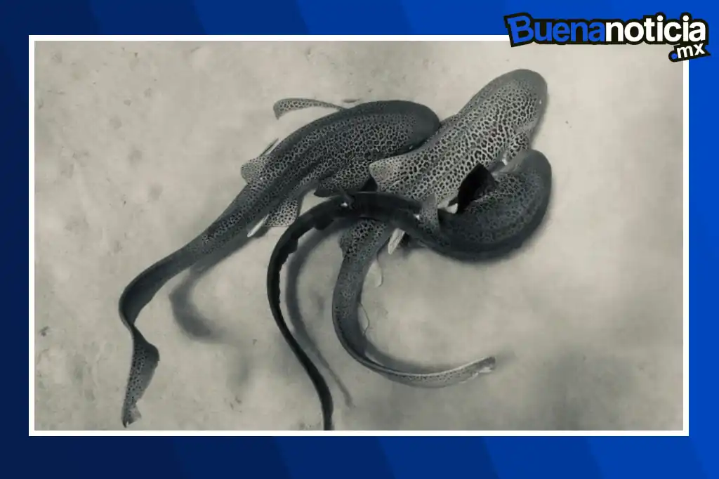 Investigadores registraron en aguas de Nueva Caledonia un hecho sin precedentes en la ciencia marina: por primera vez filmaron la cópula de tres tiburones leopardo (Stegostoma tigrinum), una especie clasificada en peligro de extinción por la Unión Internacional para la Conservación de la Naturaleza (UICN).